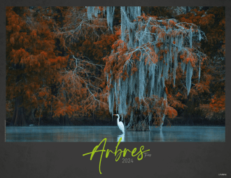 040 - ARBRES